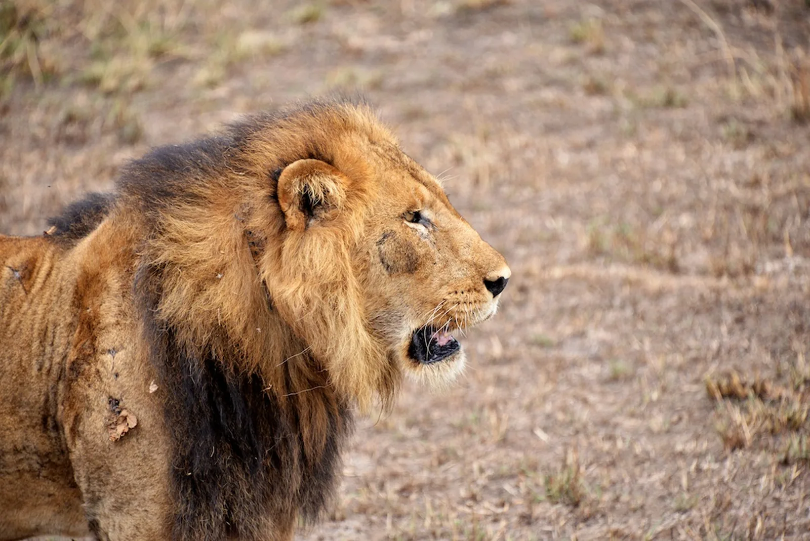 Leão macho observado de perto durante game drive em reserva privada