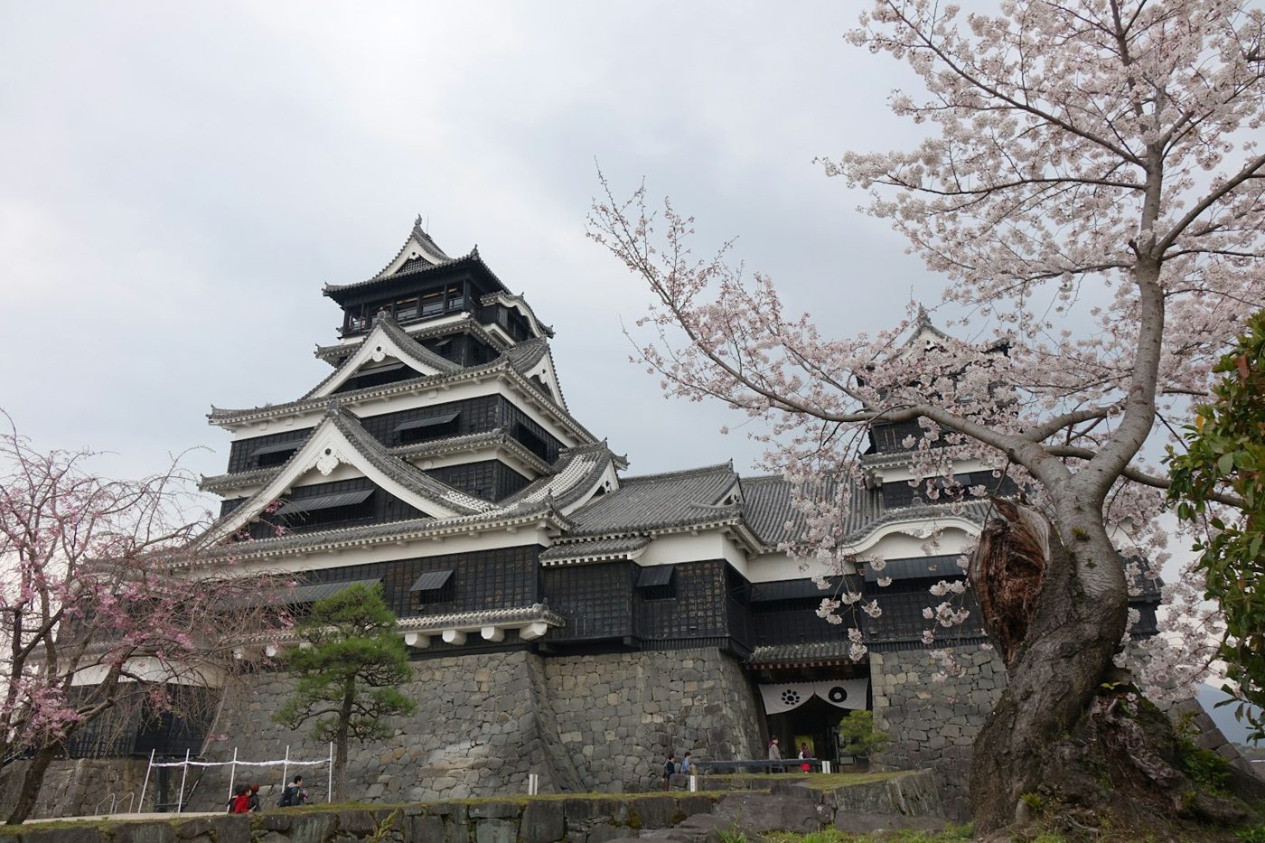 Castelo de Kumamoto cercado por cerejeiras em flor