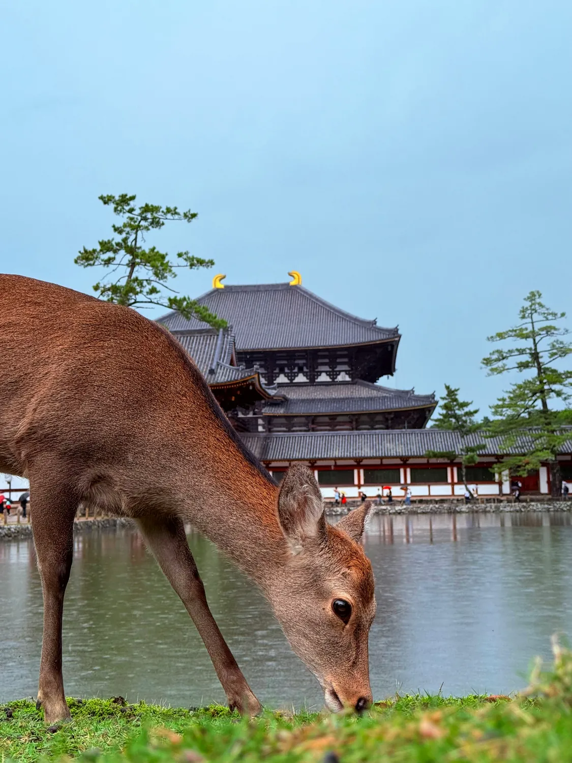 Cervos sagrados no Parque de Nara com o Templo Todaiji ao fundo