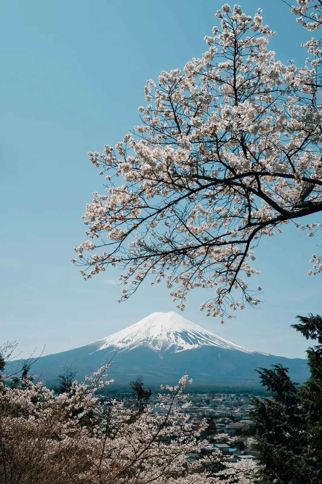 Pagode Chureito com o Monte Fuji e cerejeiras ao fundo, no Japão