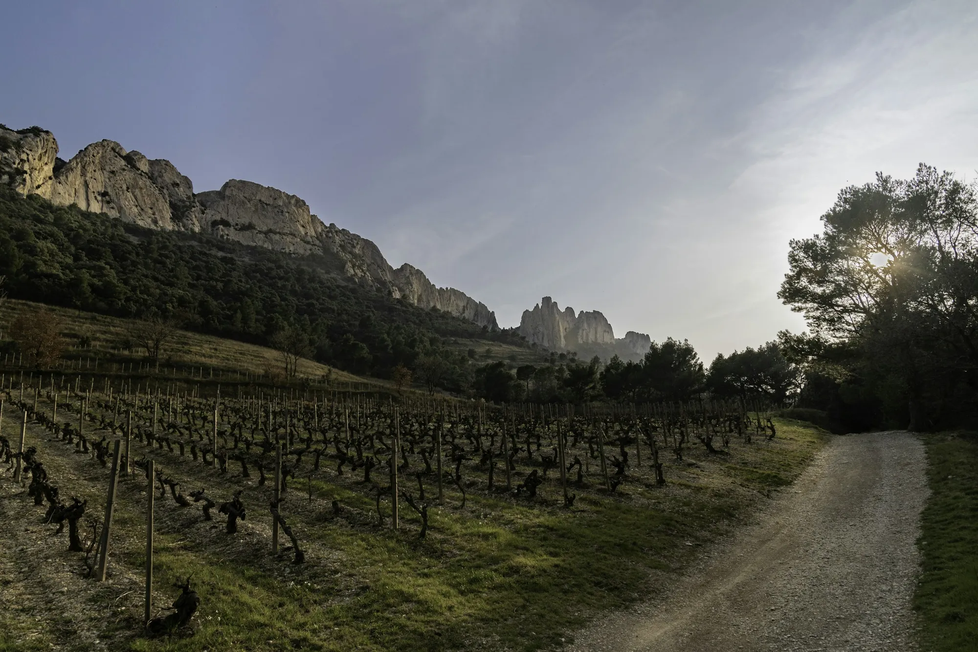 Vinhedo aos pés das Dentelles de Montmirail